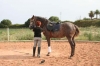 Arbeit mit Pferd Arbeit mit Pferd